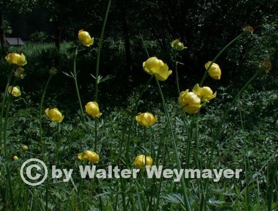 Drollblumen  0406