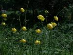 Drollblumen  0406