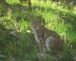 Luchs 02