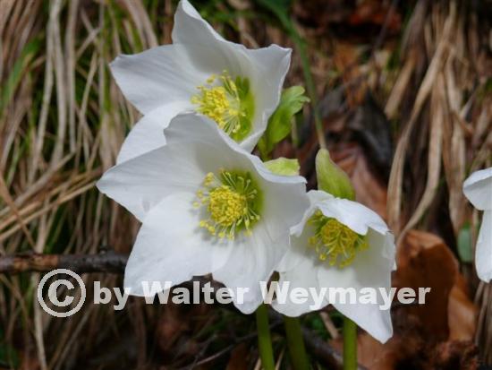 Schneerose L1000309  10M