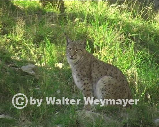 Luchs 02