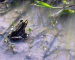 Frosch