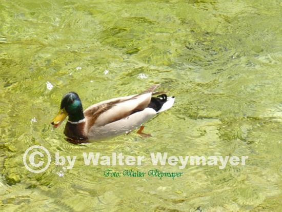 Ente,1