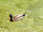 Ente,1